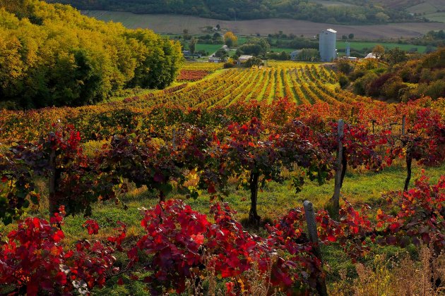 Slovenské vinice